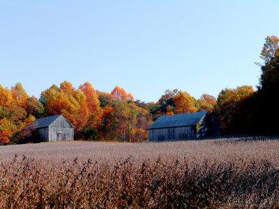 Southern Maryland barns  in Autumn