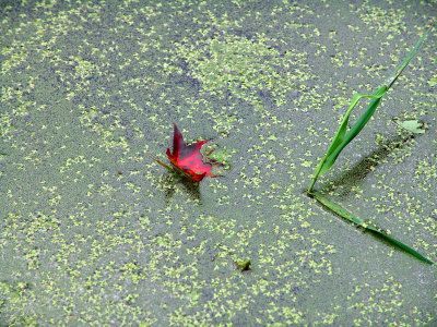Autumn leaf in swamp