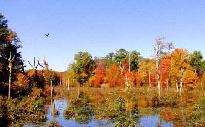 Southern Maryland swamp in Autumn
