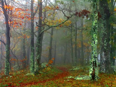 Late Autumn in Shenandoah National Park Virginia