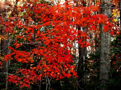 Autumn leaves