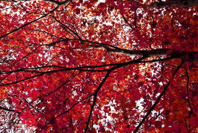 Autumn leaves
