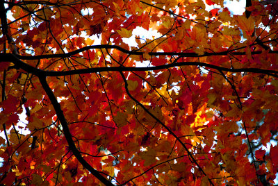 Autumn leaves