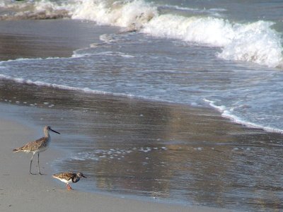Shore birds Melbourne Beach Florida
