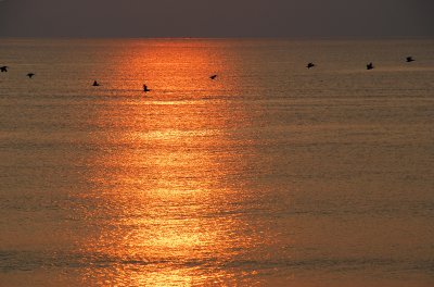 Pelicans at Virginia Beach sunrise