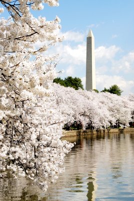 Tidal Basin Cherry Blossoms in Washington D.C.