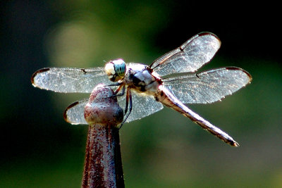 Dragonfly bright in sun