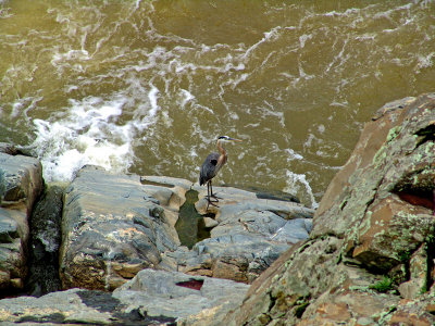 Heron at Great Falls, Virginia
