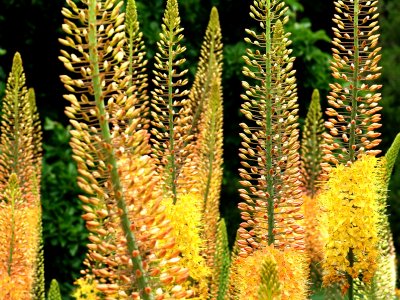 Wild Flowers at Longwood Gardens