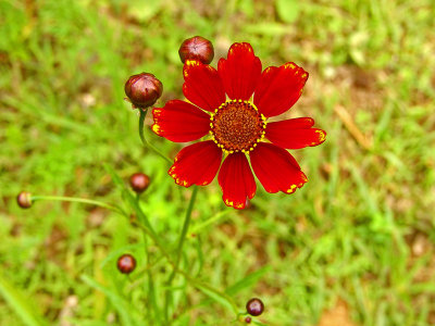 Red Wildflower in Southern Maryland