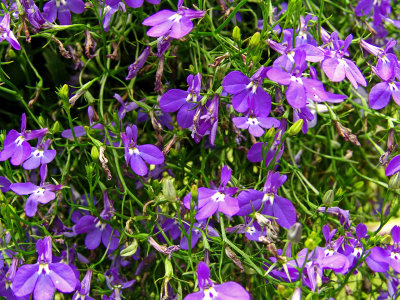 Small Blue Wildflowers at Longwood Gardens