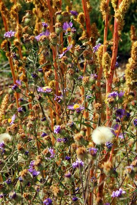 Purple Wildflowers at foot of Sandia Mountain, Albuquerque, NM