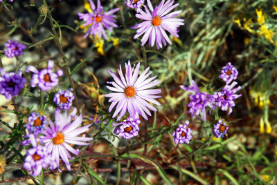 Purple Wildflowers at foot of Sandia Mountain, Albuquerque, NM