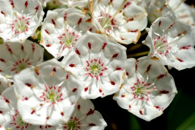 Mountain Laurel in Southern Maryland