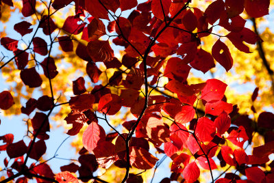 Autumn leaves overhead