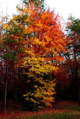Autumn in my backyard