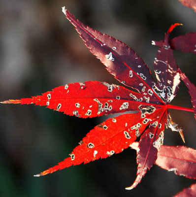 Autumn Red Leaf
