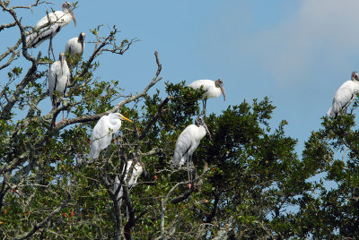 Great egret with Wood Storks