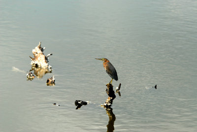 Green heron