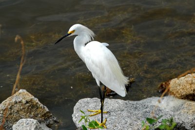 Snowy egret