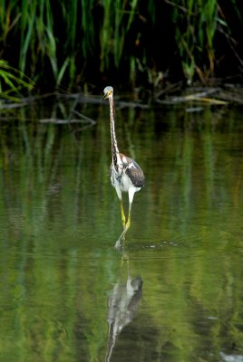 Tricolored heron