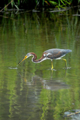 Tricolored heron