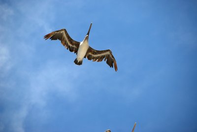 Pelican in flight overhead