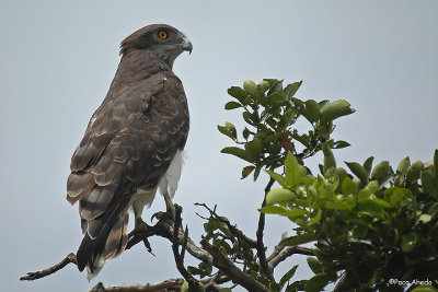 Snake eagle