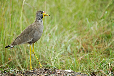 Yellow legs