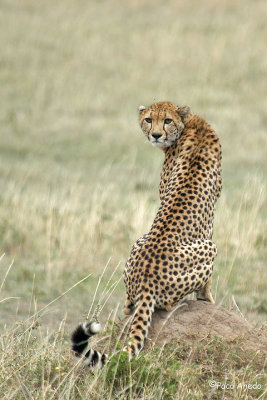 Cheetah look