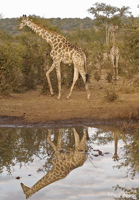 Reflejos