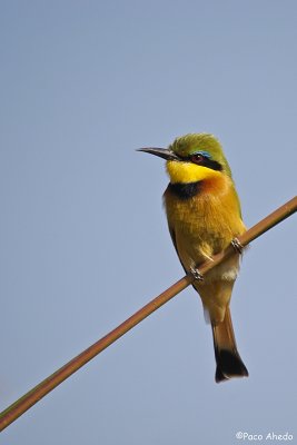 Bee eater