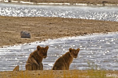 Lion stars.