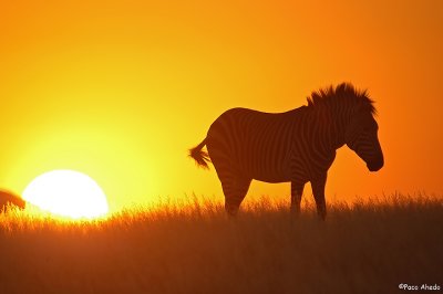 Zebra sunset.*