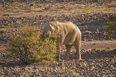 Desert elephant.