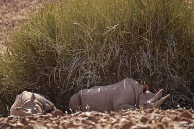 Desert rhinos.