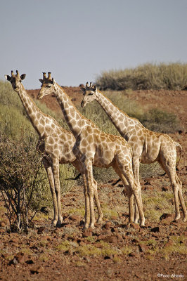 Desert giraffs.
