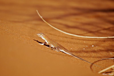 Desert lizard.
