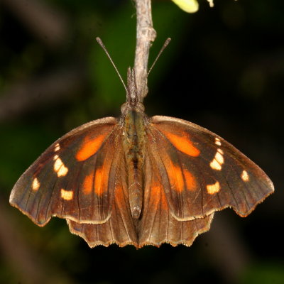 Brushfooted Butterflies : Family Nymphalidae