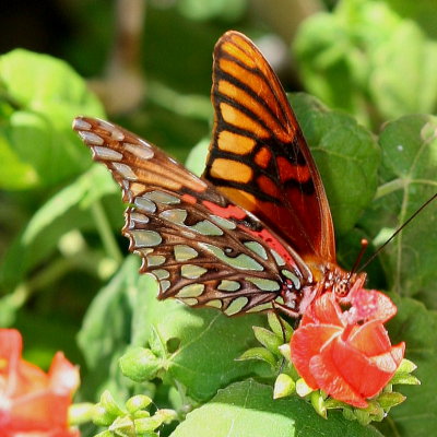 Mexican Silverspot