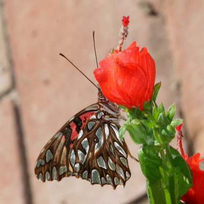Mexican Silverspot