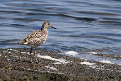 Willet