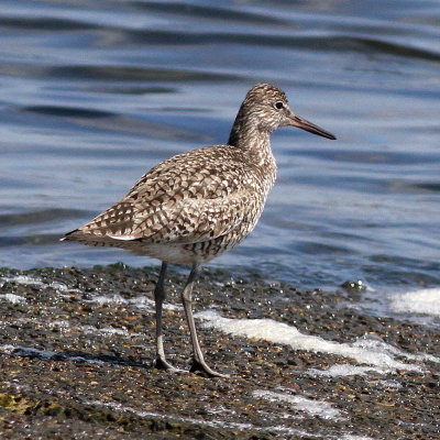 Willet