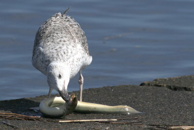 Great Black-backed Gull