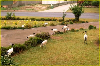 ibis sacr - white ibis