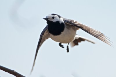 White Wagtail/Sdesrla