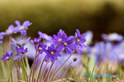 Blåsippa / Liverleaf / Hepatica Nobilis