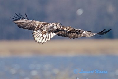 Incoming white-tailed eagle (juv)
