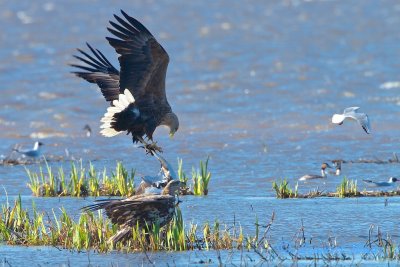 The ad eagle flies away with the grebe.