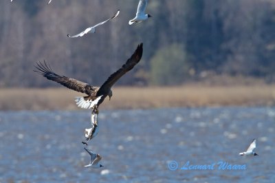 The ad eagle flies away with the grebe.